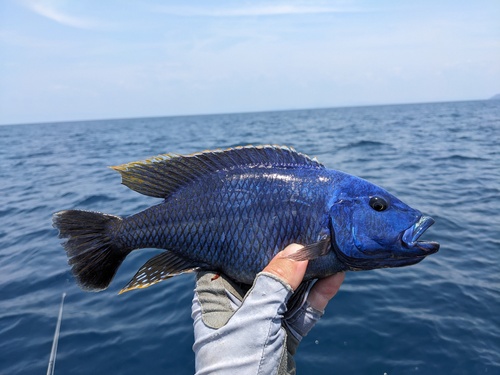 Tyrannochromis nigriventer