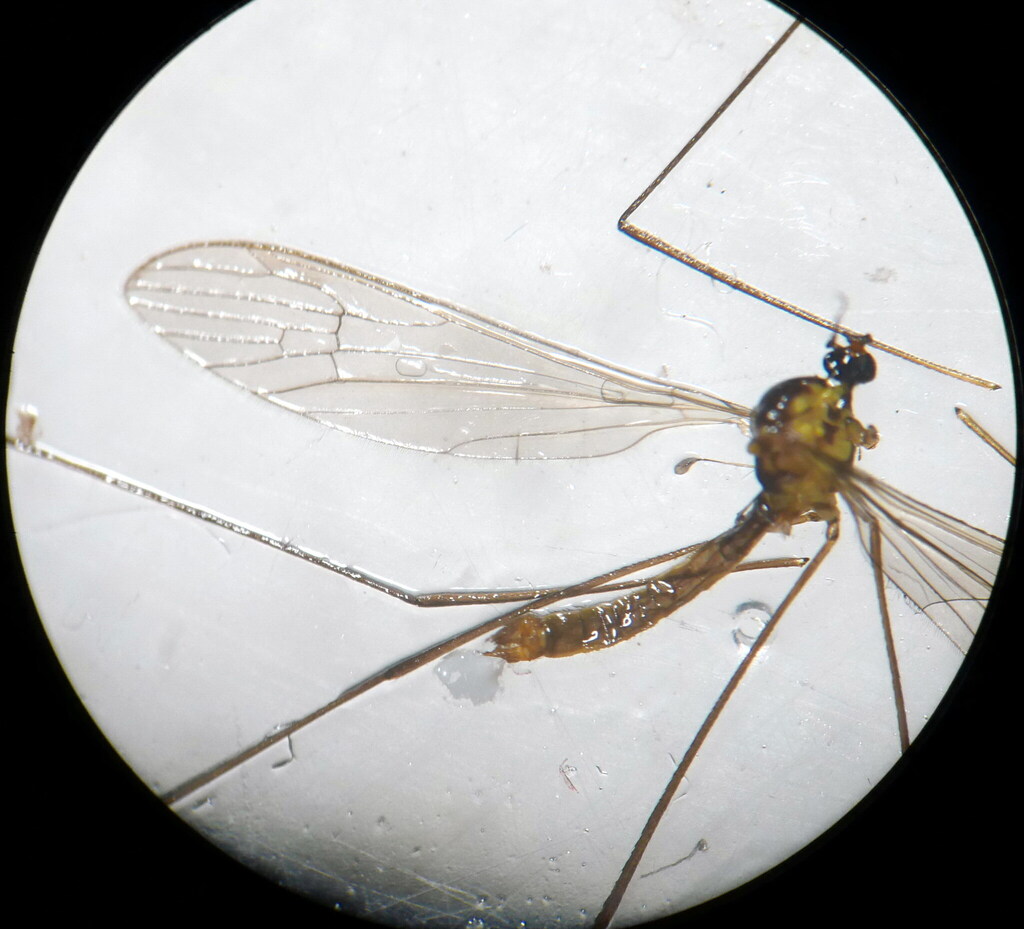 Gonomyia conoviensis