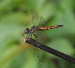 Brachydiplax farinosa
