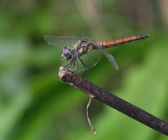 Brachydiplax farinosa