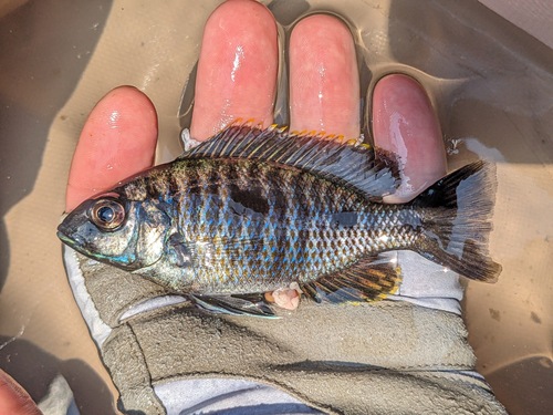Threespot utaka (Copadichromis trimaculatus) — Cichlidae — 5
