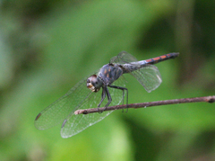 Brachydiplax farinosa