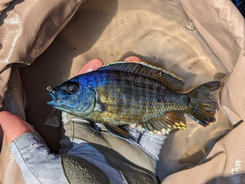 Drievlek-utaka (Copadichromis trimaculatus) — Cichlidae