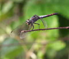 Brachydiplax farinosa