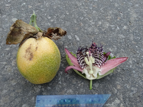Passiflora ambigua, photograph 3