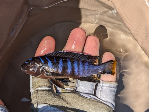 Cynotilapia chilundu