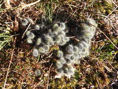 Thaumetopoea herculeana