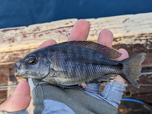 Threespot utaka (Copadichromis trimaculatus) — Cichlidae — 2