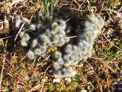 Thaumetopoea herculeana