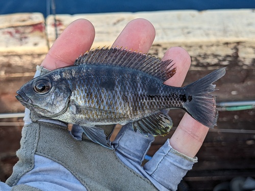 Threespot utaka (Copadichromis trimaculatus) — Cichlidae — 4