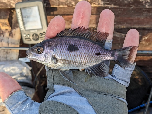 Threespot utaka (Copadichromis trimaculatus) — Cichlidae — 3