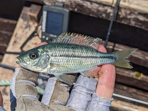 Kiwinge haplochromis (Dimidiochromis kiwinge) — Cichlidae — 3