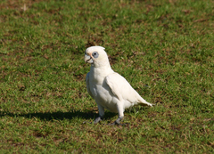Cacatua sanguinea