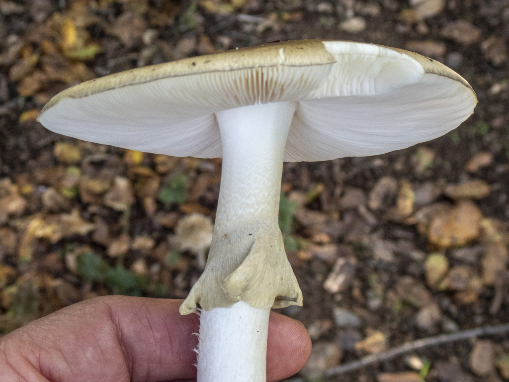 Amanita phalloides · November 2025 · photo: © dloarie (iNaturalist, cc-by)