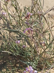 Cakile arabica