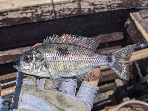 Copadichromis chrysonotus