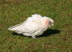 Cacatua sanguinea