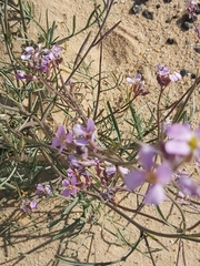 Cakile arabica