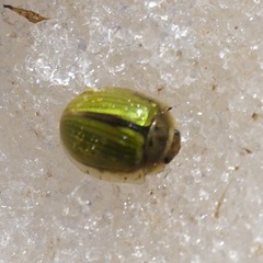 Paropsisterna hectica