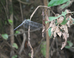 Onychothemis testacea