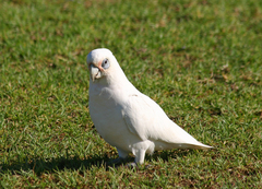 Cacatua sanguinea