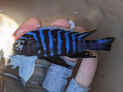 Microchromis zebroides