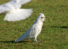 Cacatua sanguinea