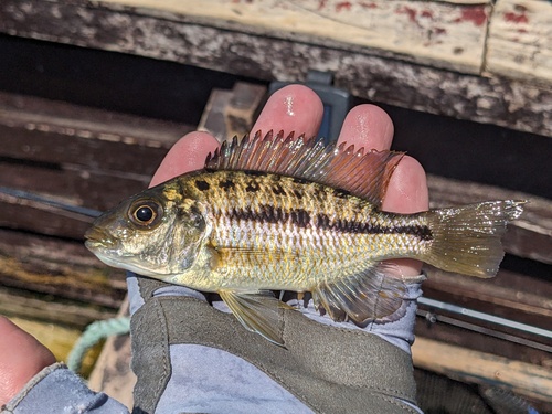 Spotback hap (Protomelas spilonotus) — Cichlidae — 2