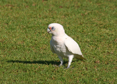 Cacatua sanguinea