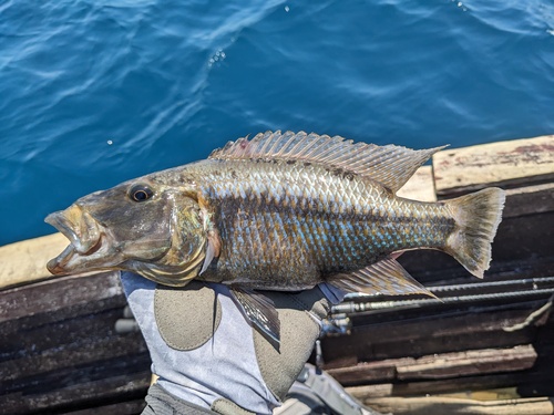 Bigmouth hap (Tyrannochromis macrostoma) — Cichlidae