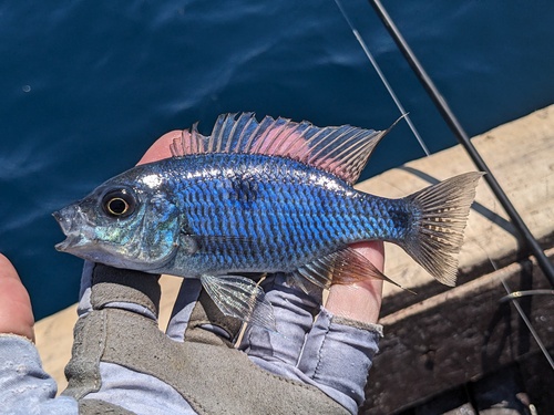 Goudrug-malawicichlide (Copadichromis chrysonotus) — Cichlidae — 5