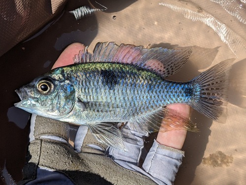 Goudrug-malawicichlide (Copadichromis chrysonotus) — Cichlidae — 2