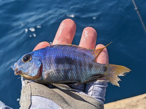 Haplochromis royal blue (Otopharynx heterodon) — Cichlidae