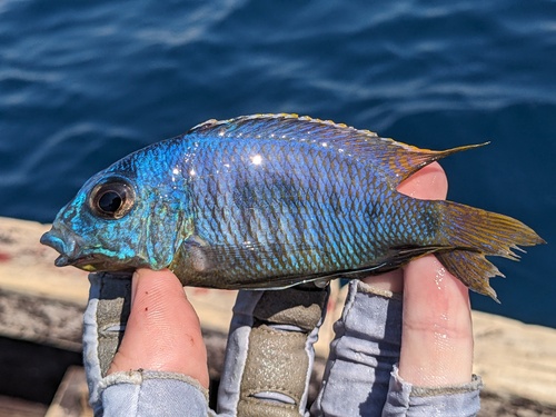 Otopharynx heterodon