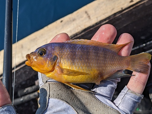 Petrotilapia flaviventris