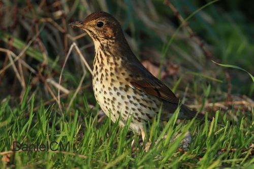 Song Thrush
