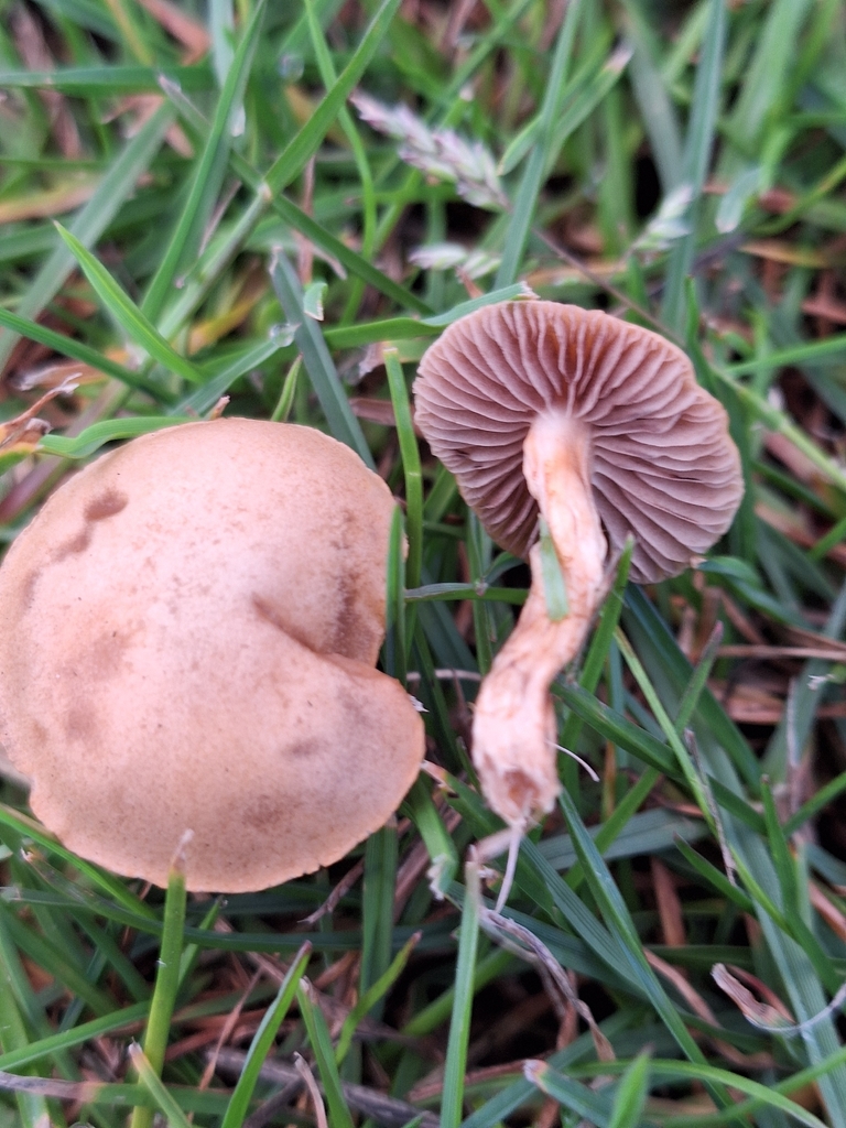 Agrocybe pediades · November 2025 · photo: © heidimeudt (iNaturalist, cc-by)