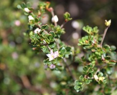Boronia algida