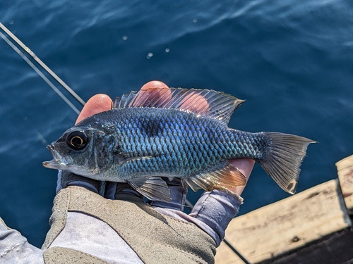 Happy (Copadichromis chrysonotus) — Cichlidae