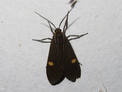 Aclytia