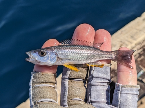 Rhamphochromis esox