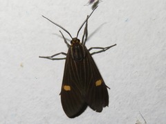 Aclytia