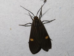 Aclytia