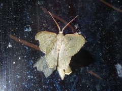 Chloropteryx nordicaria