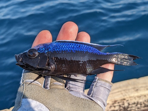 Copadichromis trewavasae