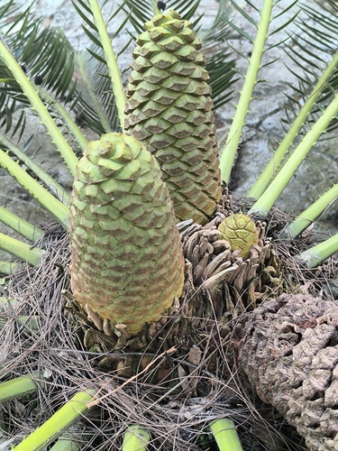 Gorongowe cycad (Encephalartos manikensis)