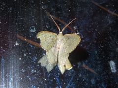 Chloropteryx nordicaria