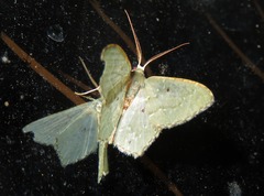 Chloropteryx nordicaria