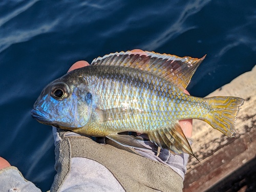 Tramitichromis brevis