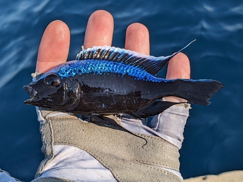 Trewavas' utaka (Copadichromis trewavasae) — Cichlidae